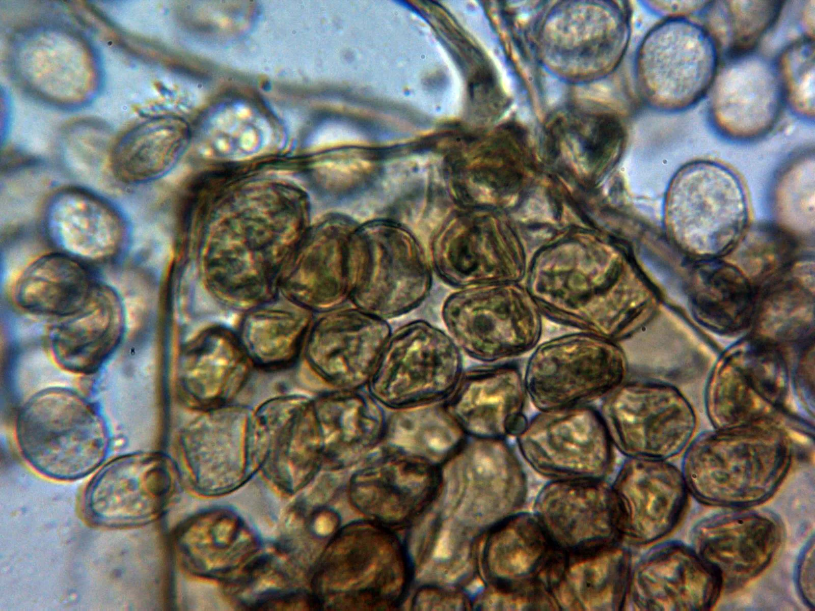 10 - Membrana 3